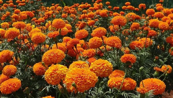      धरानमा सयपत्री फूलको कारोबार उच्च   