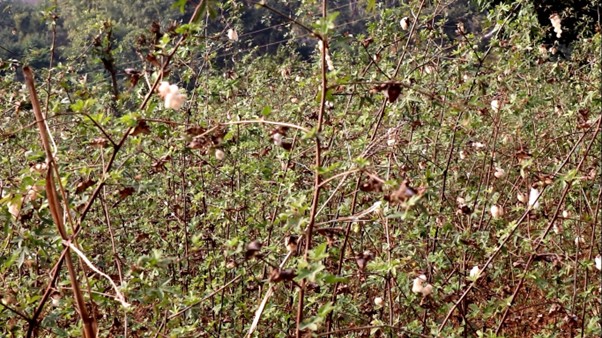      परम्परागत कपास खेती प्रवर्द्धन गर्दै अरुण गाउँपालिका   