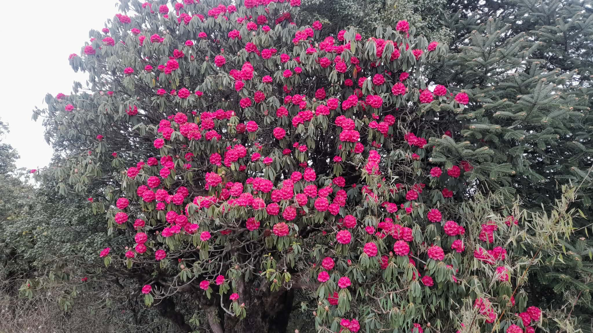     पर्वतको हम्पाल र कोखेडाँडामा पर्यटकको आकर्षण बढ्यो   