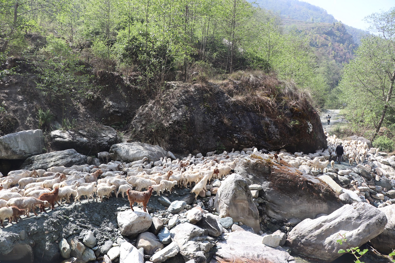     म्याग्दीका पशुगोठ गर्मी छल्न लेक उक्लन थाले   