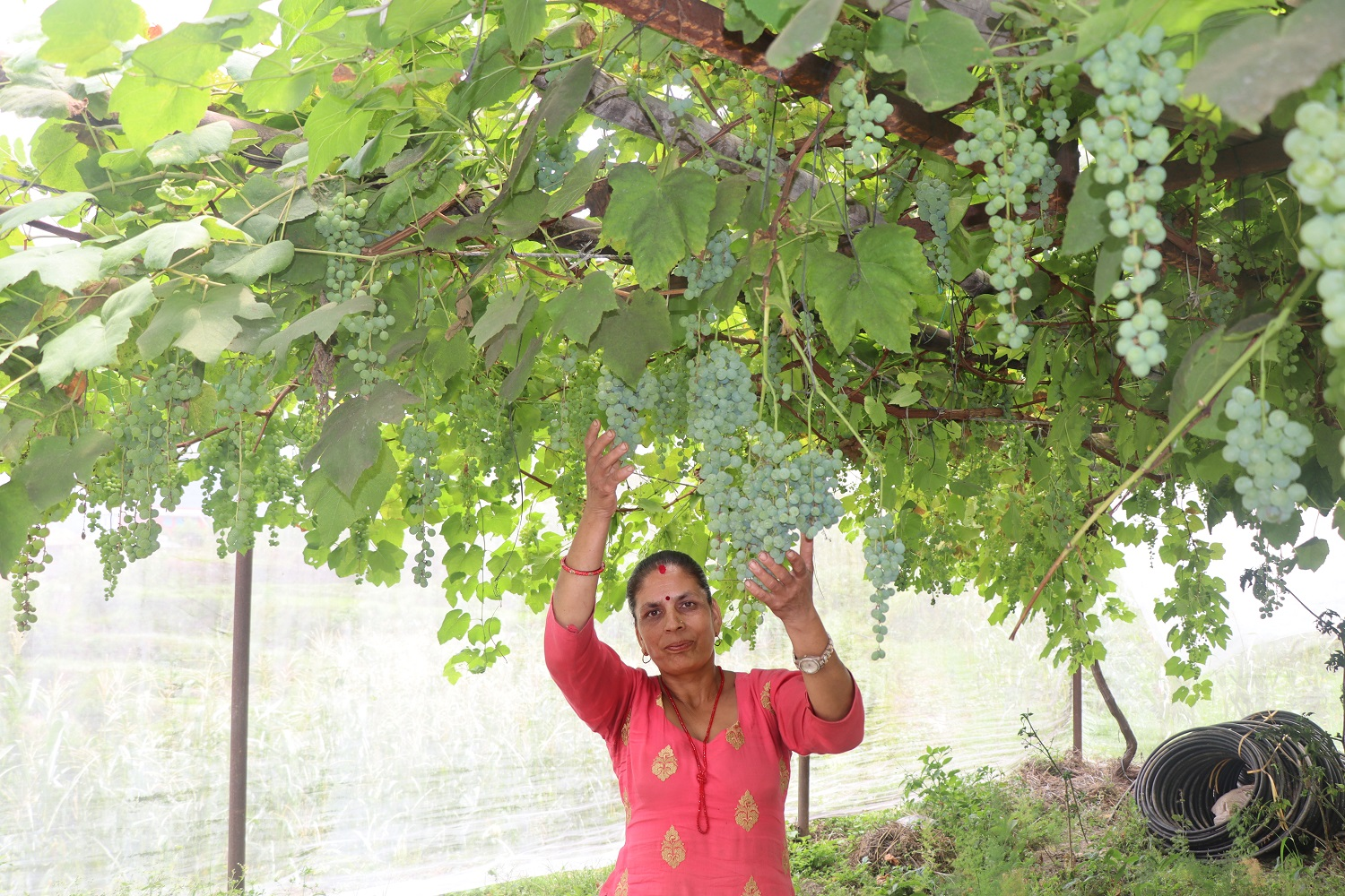     जलजलाको लुप्राङमा अङ्गुरखेती   
