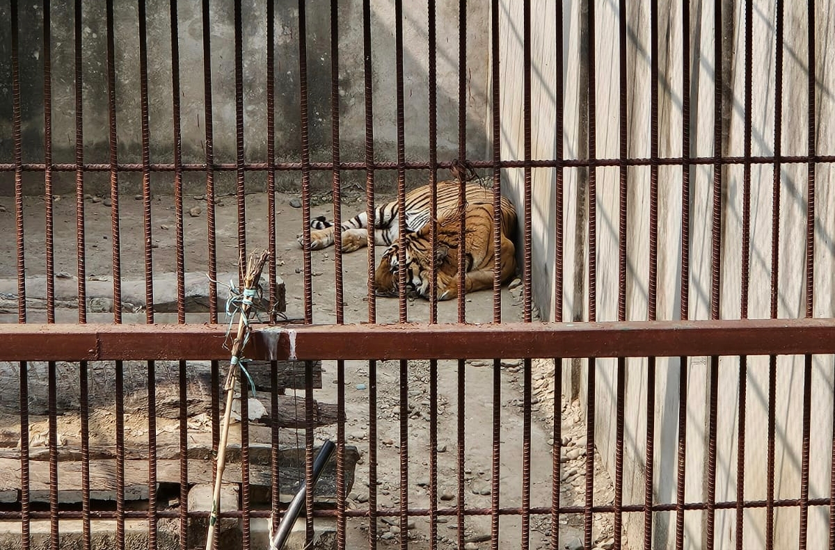     समस्याग्रस्त बाघ व्यवस्थापन गर्न ‘टाइगर सेन्चुरी’ योजना   