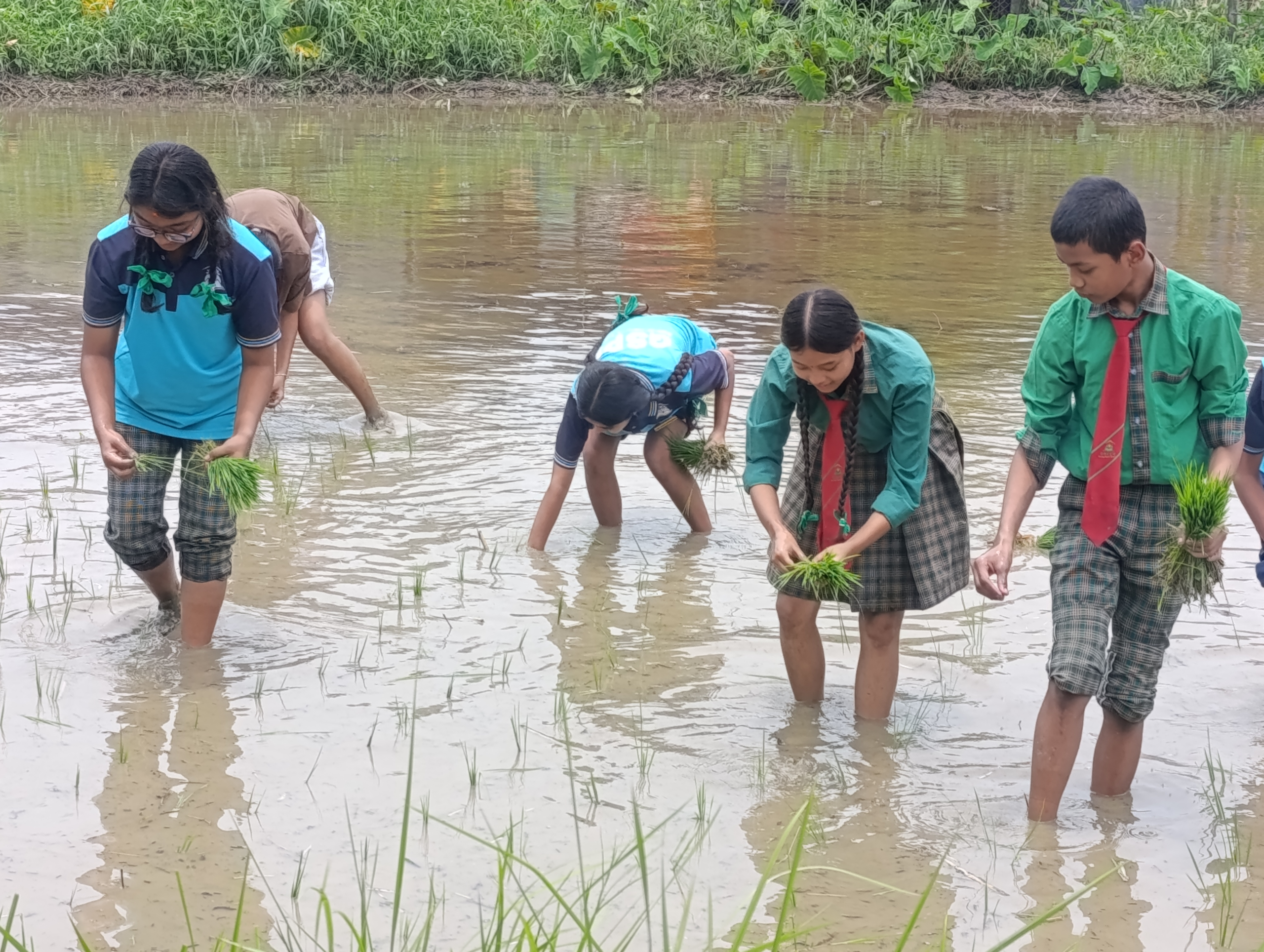     चितवनका विद्यार्थी धान रोप्न सिक्दै   