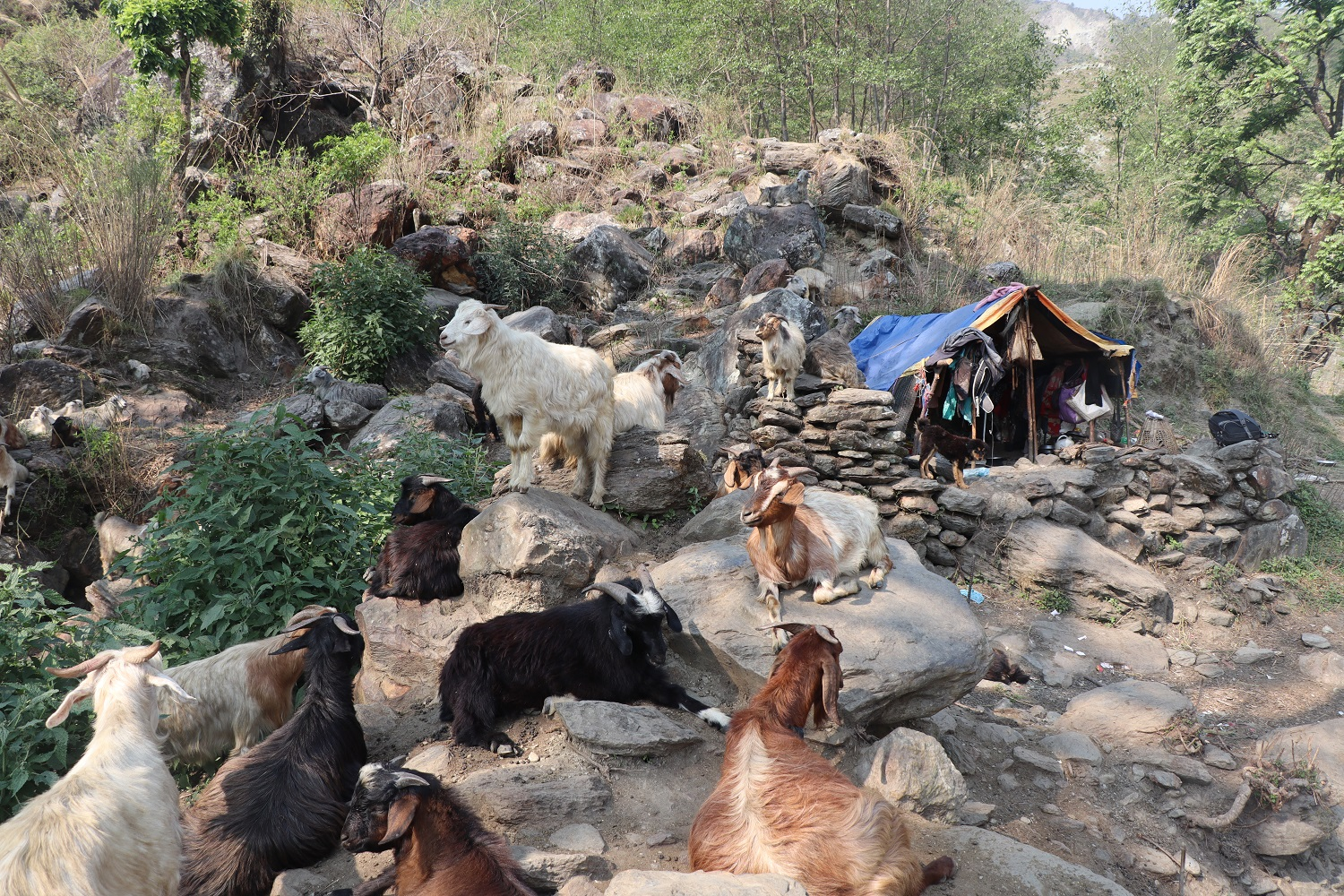     धौलागिरिका घुम्ती गोठ सङ्कटमा   