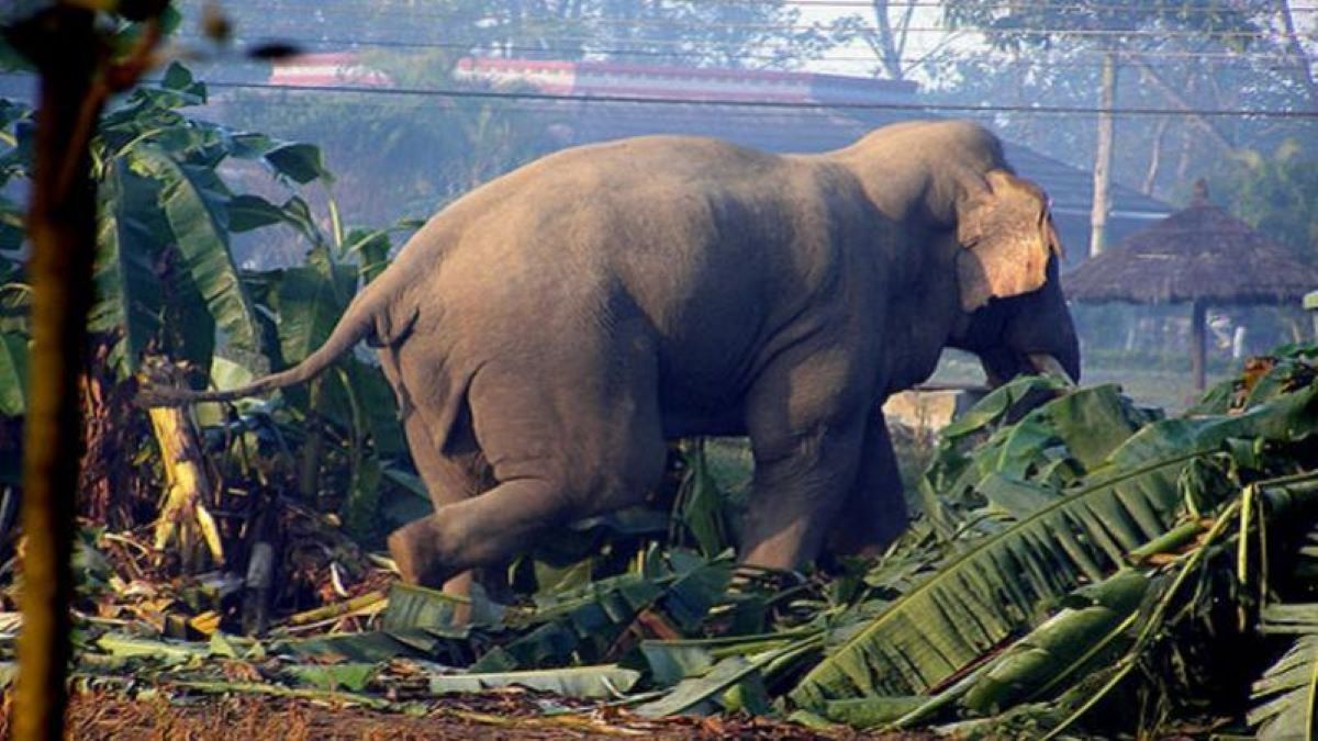     बाहुनडाँगीमा हात्तीको बथान गाउँ पस्यो   