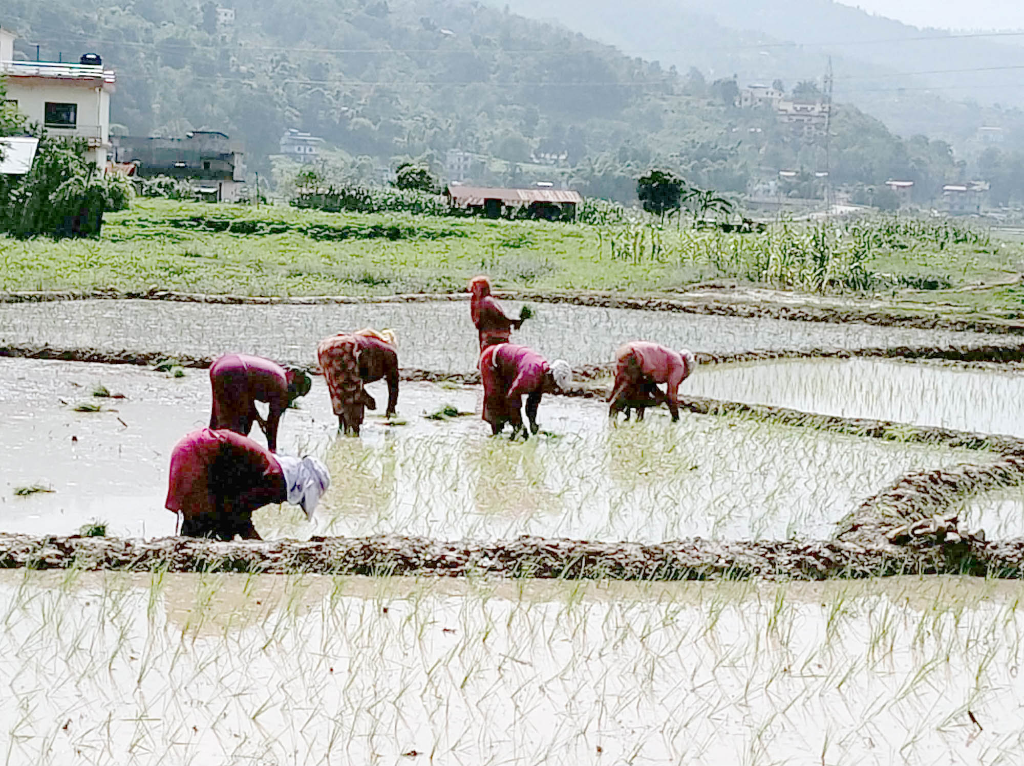     गुञ्जिन छाडे ‘असारे भाका’   