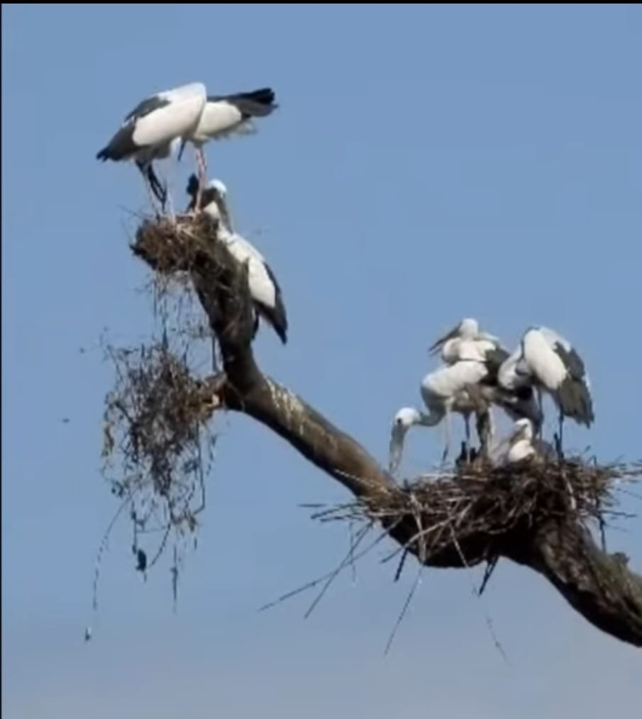     बाटुली पोखरीमा तीन प्रजाति जलचरका ४४० गुँड   