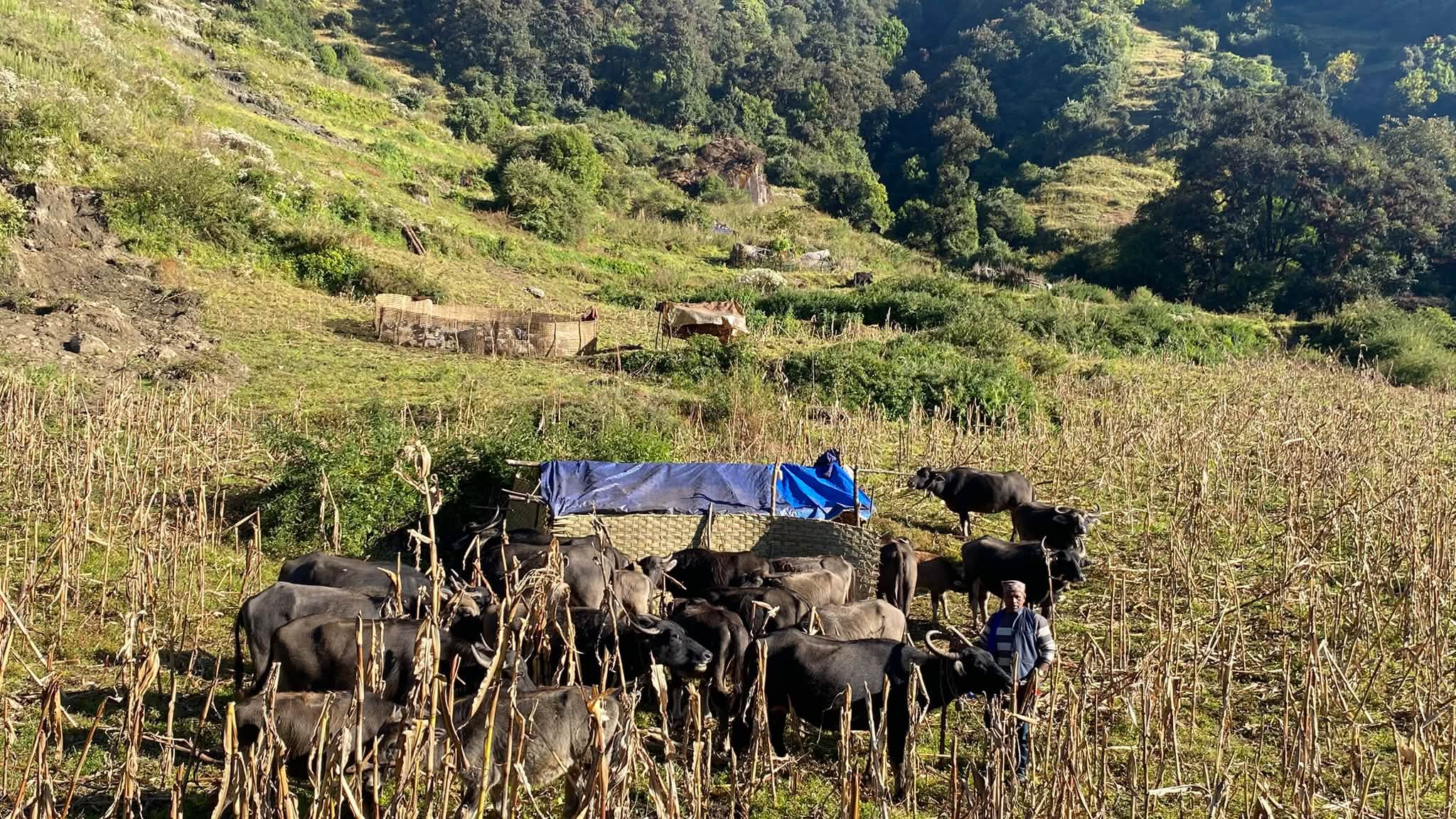म्याग्दीका पशुगोठ बेँसी झर्न थाले