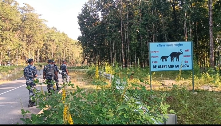     किसानलाई हात्तीबाट धानबाली जोगाउने चिन्ता   