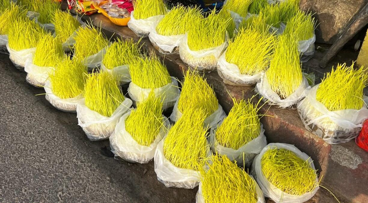     बिक्रीमा जमरा   